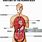 Anatomy of Human Body with Diagram