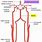 Anatomy of Vertebral Artery