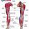 Anatomy of the Human Arm