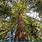Ancient Redwood Tree