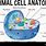 Animal Cell Map