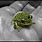 Animal Frog Baby