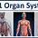 Animated Human Body Systems