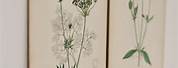 Antique Botanical Prints Wall