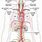 Aorta Artery