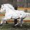 Appaloosa Friesian Sport Horse