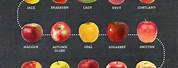 Apple Chart From Tart to Sweet