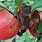 Apple Diseases Pictures