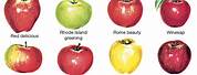 Apple Fruit Varieties
