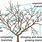 Apple Tree Pruning Diagram