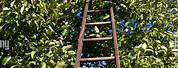 Apple-Picking Ladder