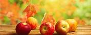 Apples in Autumn Leaves