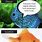 Aquarium Memes