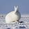 Arctic Hare