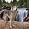 Arctic Wolf Husky Mix