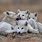 Arctic Wolves Pups