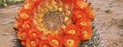 Arizona Barrel Cactus Flower