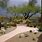 Arizona Desert Landscape Design