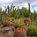 Arizona Desert Landscape Plants