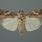 ArmyWorm Moth