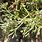 Artemisia Herba-Alba