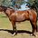 Australian Waler Horse