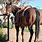 BYOD Ranch Horse Pics
