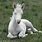 Baby Albino Horse