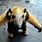 Baby Anteater Funny