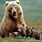 Baby Bear Background