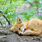 Baby Foxes Sleeping