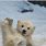 Baby Polar Bear Funny