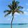 Bahamas Palm Trees