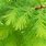 Bald Cypress Tree Leaf