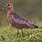 Bar-tailed Godwit Pictures