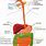 Basic Anatomy Digestive System