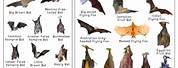 Bat Animal Size Chart