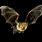 Bat Flying Side View