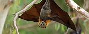 Bat Hanging in Tree