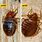 Bat Mites vs Bed Bugs