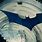 Batman Begins Bat Signal