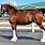 Bay Clydesdale
