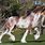 Bay Roan Clydesdale