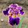Bearded Irises