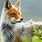 Beautiful Fox Animal