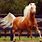Beautiful Golden Palomino Horse