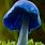 Beautiful Mushrooms of the World