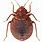 Bed Bug PNG