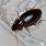 Beetle Roach