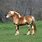 Belgijski Konj